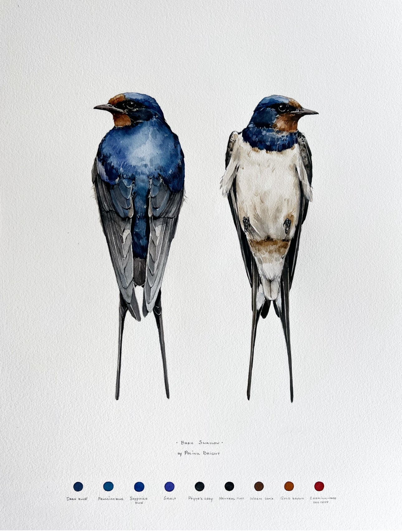 Barn swallow